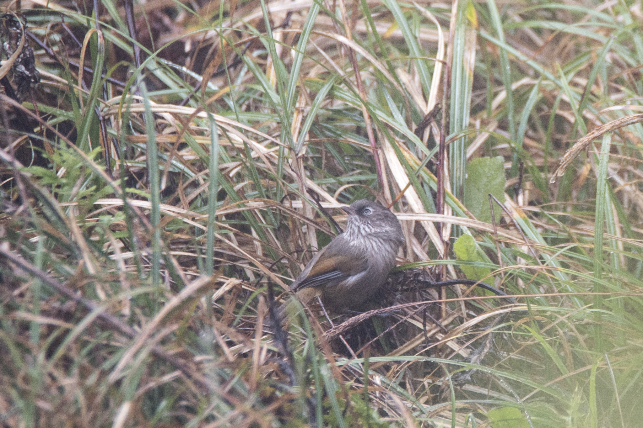 Taiwan Fulvetta (Fulvetta formosana), photo 8