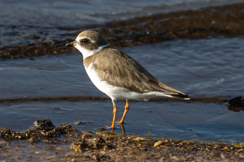 Charadrius, 2025-12-10