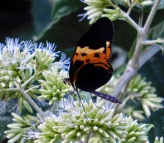 Mechanitis messenoides