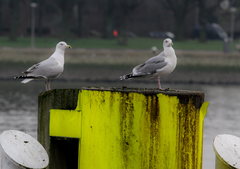 Larus argentatus argentatus