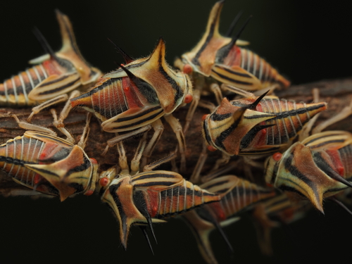 Thorn Treehopper