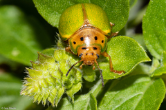 Platyphora quadrisignata