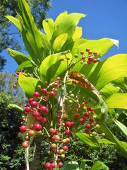 Cordyline manners-suttoniae