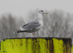 Larus argentatus argentatus