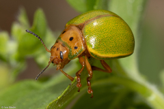 Platyphora quadrisignata