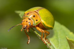 Platyphora quadrisignata