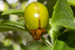 Platyphora quadrisignata