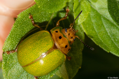 Platyphora quadrisignata
