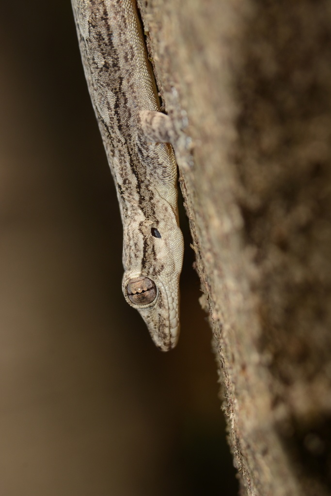 Leschenault's Leaf-toed Gecko (Hemidactylus leschenaultii)