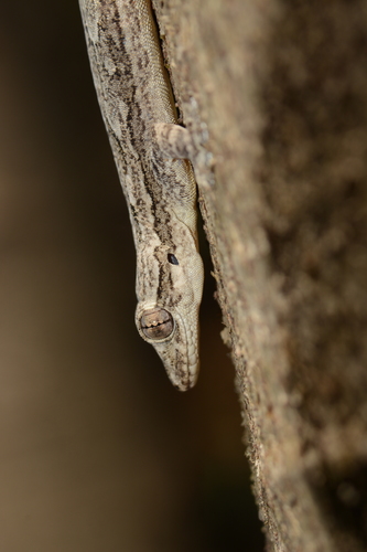 (Indian) Bark Gecko, Hemidactylus leschenaultii