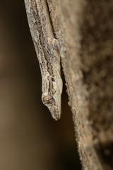 Leschenault's Gecko photo 4