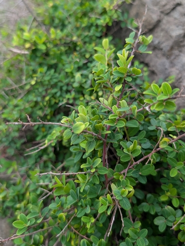 Lineate Supplejack (Berchemia lineata)