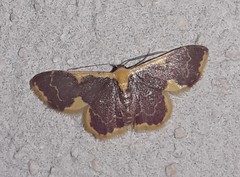 Idaea gemma