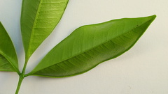 Zanthoxylum petiolare