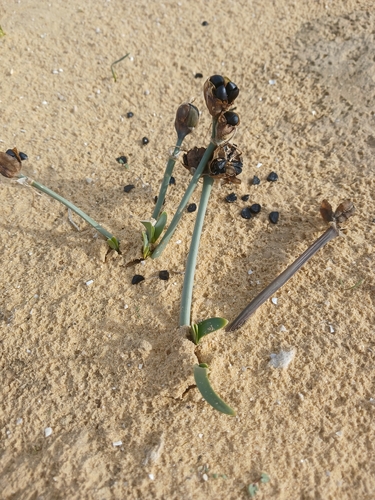 desert pancratium (Pancratium sickenbergeri)