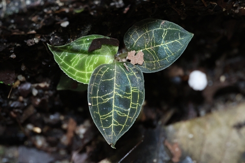 Jewel Orchid (Macodes petola)