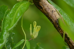 Ceropegia odorata