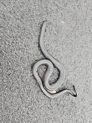 Red-bellied Black Snake sighting