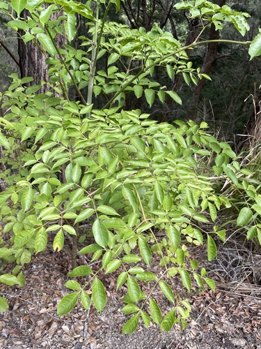 Polyscias elegans observed 2025-12-21