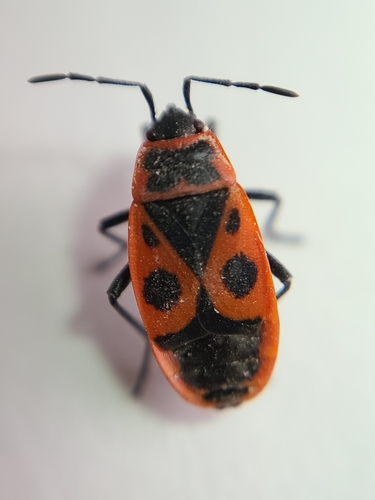 European Firebug