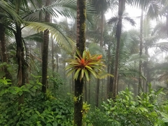 Guzmania berteroniana
