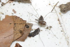 Mitostoma chrysomelas