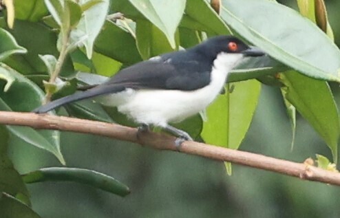 Red-eyed Puffback