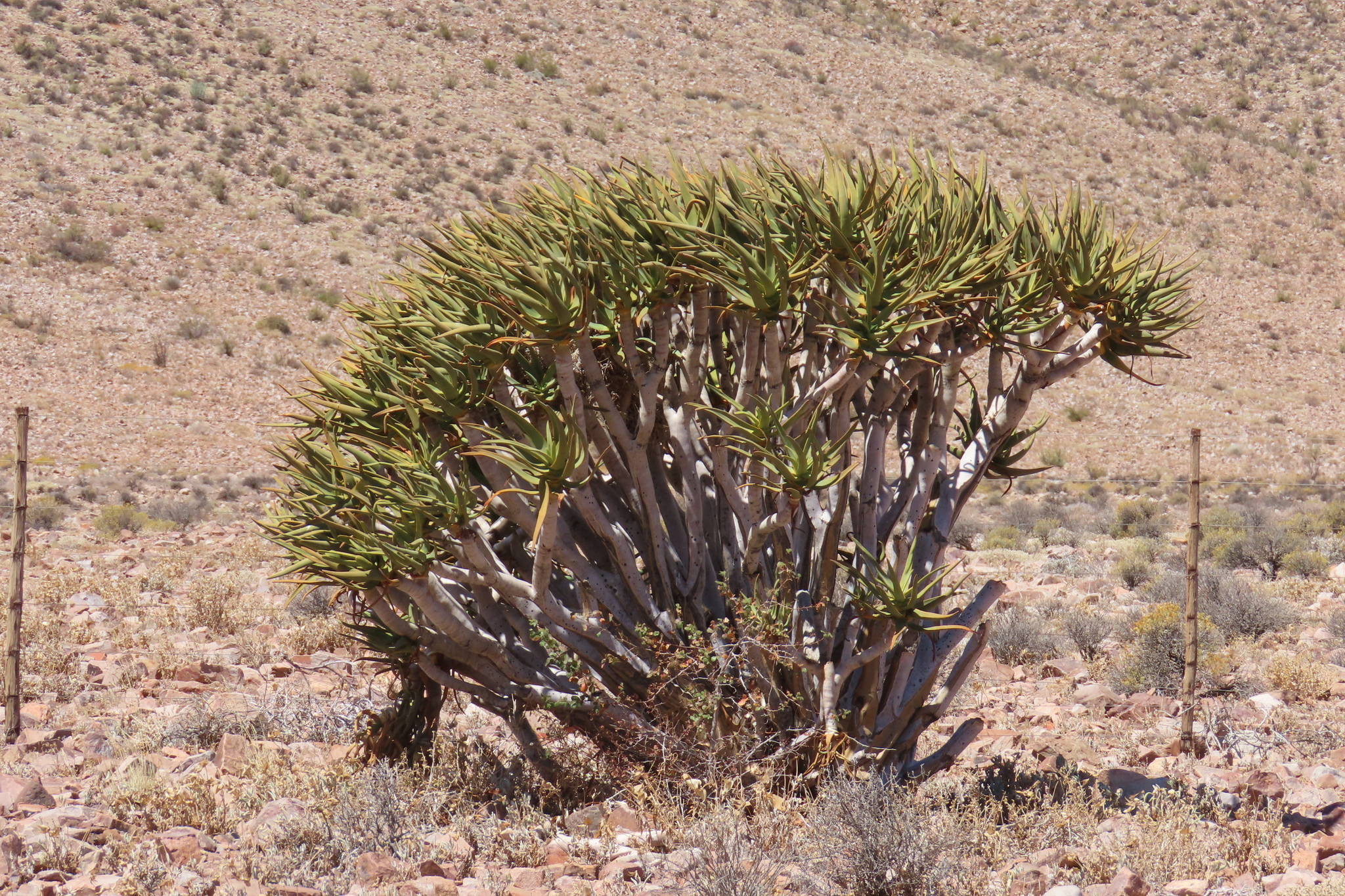 Maiden Quiver Tree (Aloidendron ramosissimum)
