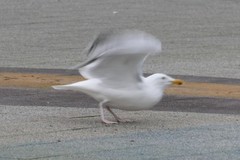 Larus argentatus