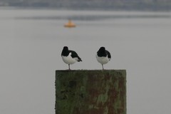 Haematopus ostralegus