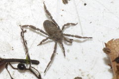 Anelasmocephalus cambridgei