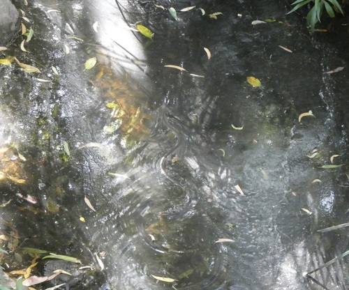 Common keelback sighting