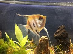 Pterophyllum scalare
