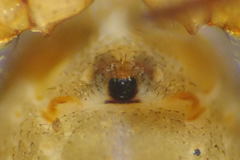 Robertus lividus