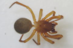 Robertus lividus
