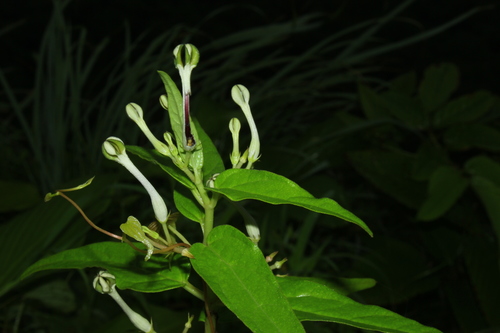 Ceropegia lawii