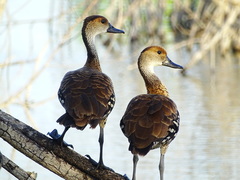 Dendrocygna arborea