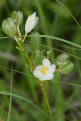 Chlorophytum tuberosum