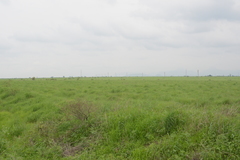 Chlorophytum tuberosum