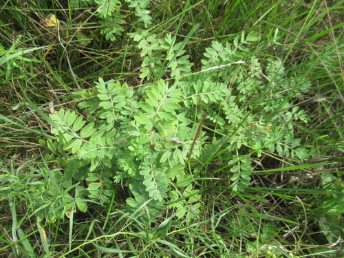 Fork-leaved Cinquefoil (Sibbaldianthe bifurca)