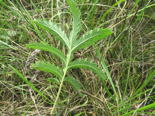 Ganyancao (Potentilla longifolia)