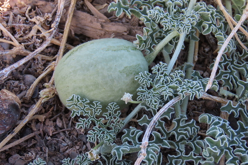Namib Tsamma (Citrullus ecirrhosus)