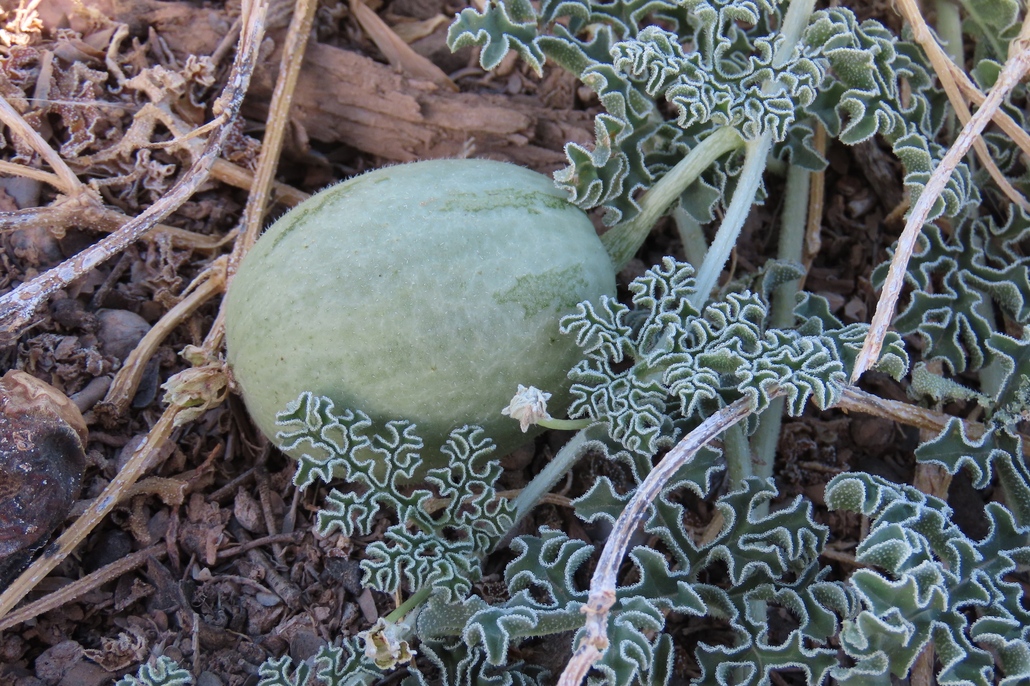 Namib Tsamma (Citrullus ecirrhosus)