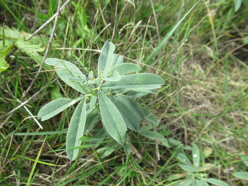 lanceleaf thermopsis (Thermopsis lanceolata)