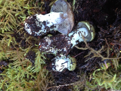 Gymnopilus aeruginosus