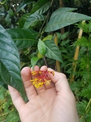 Palicourea croceoides