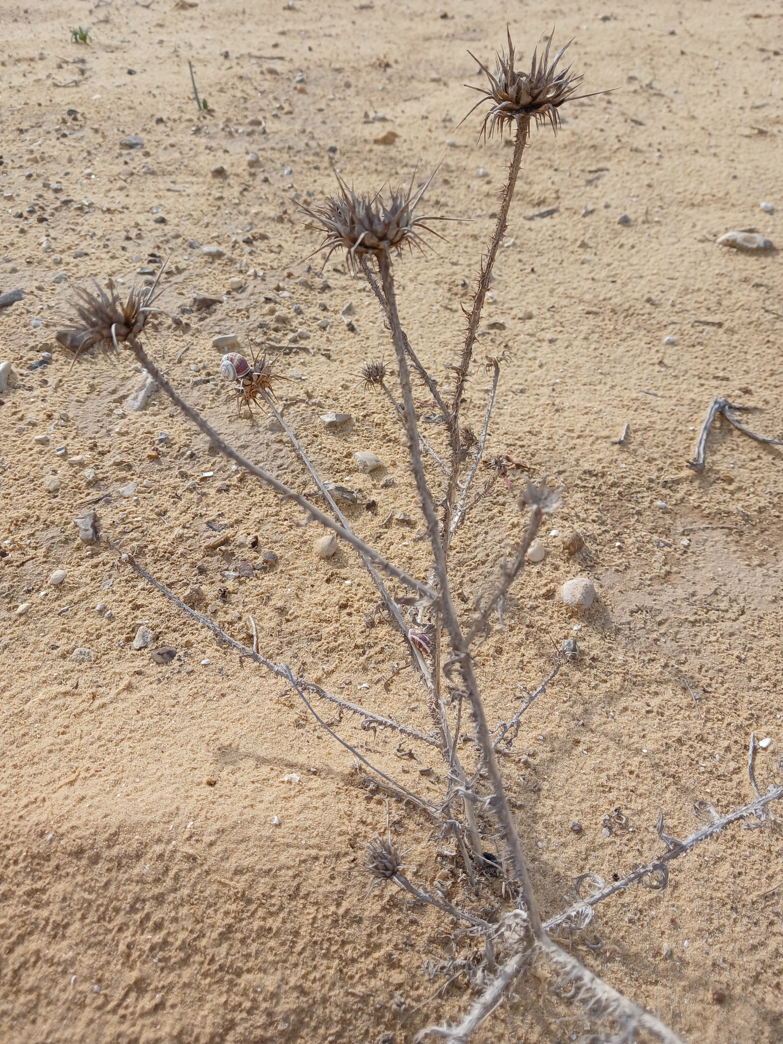 Milk Thistle (Onopordum alexandrinum)