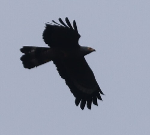 African Harrier-Hawk