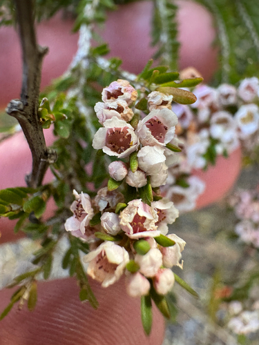 Rock Heath Myrtle (Thryptomene saxicola)