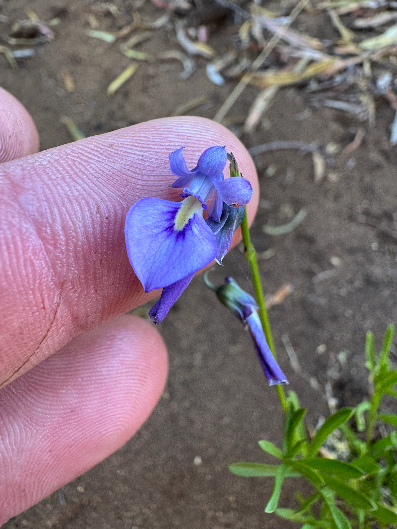 Wild Violet (Pigea calycina)